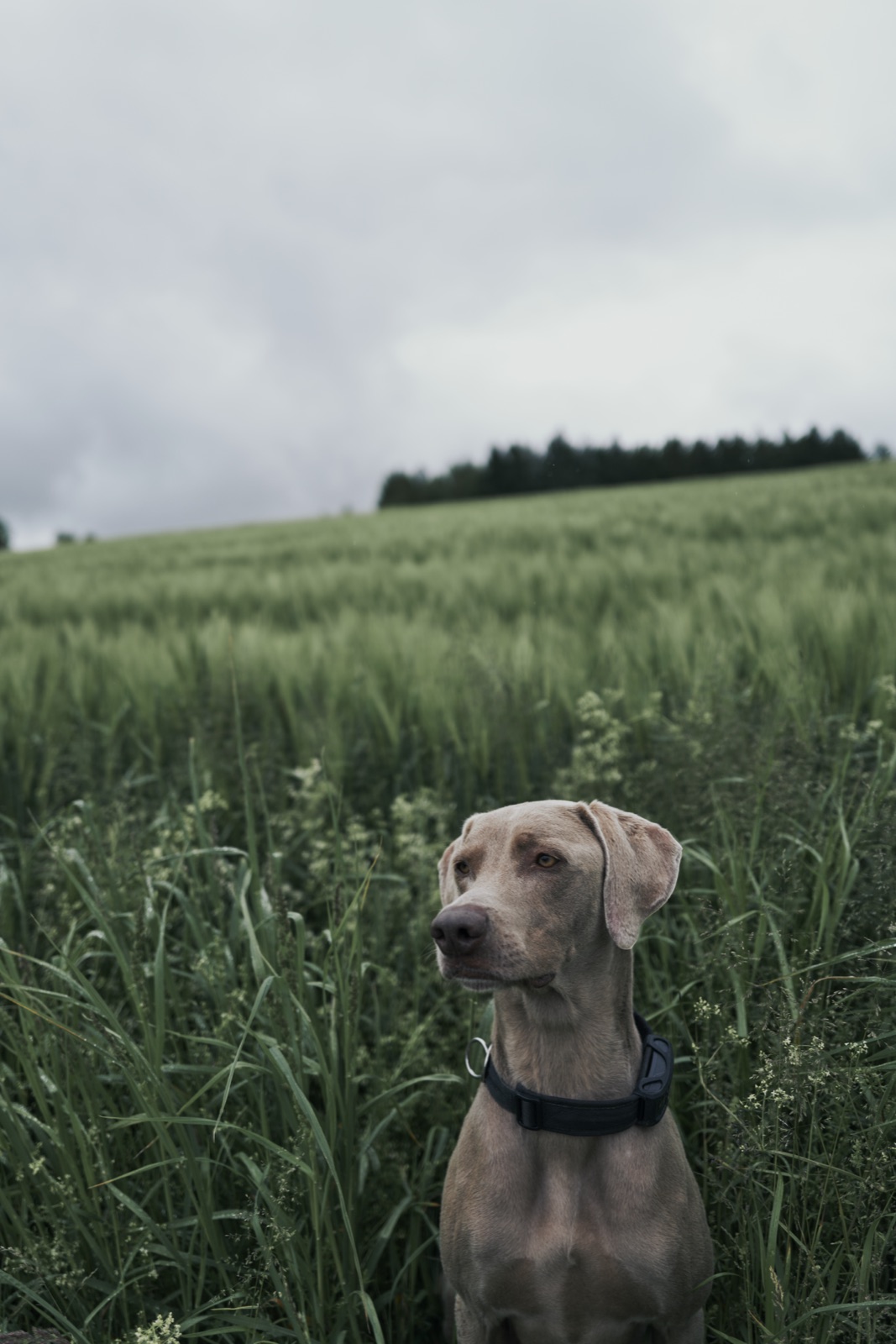 Weimaraner im Kornfeld