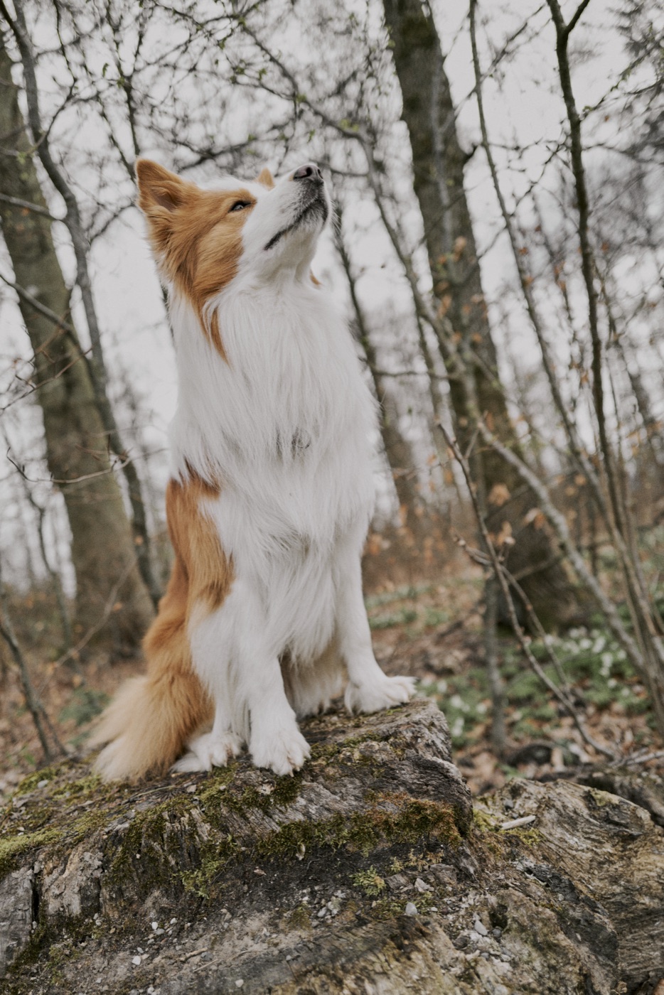 Border Collie