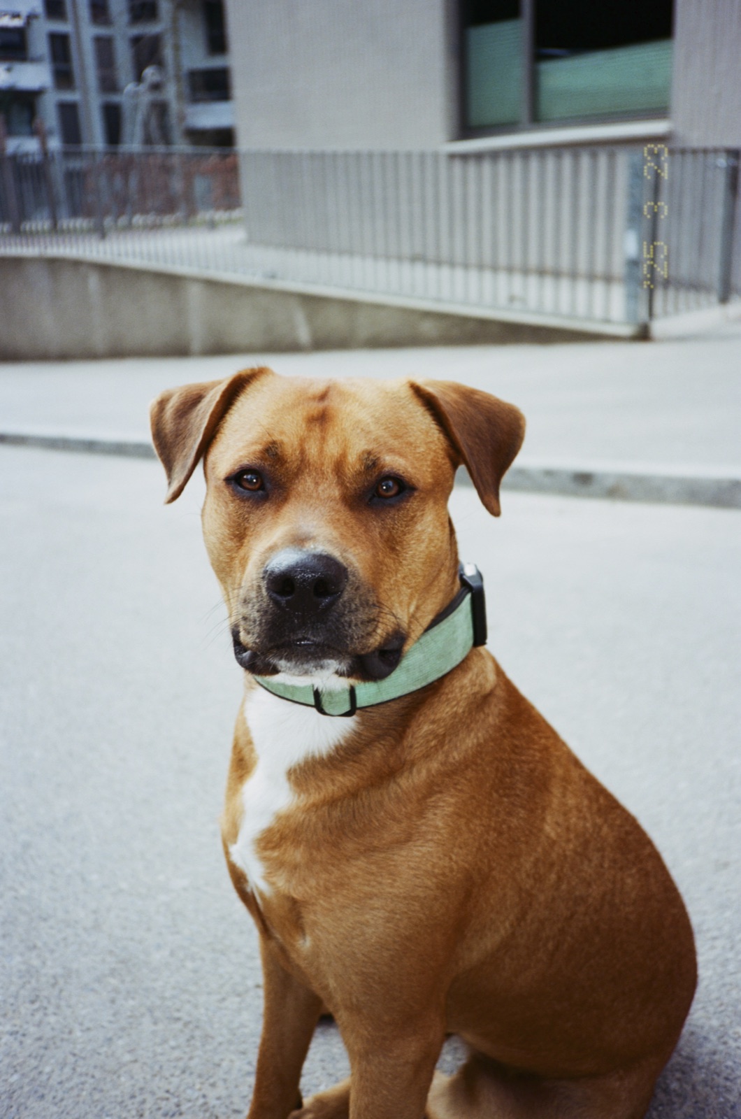 Charlie auf der Strasse