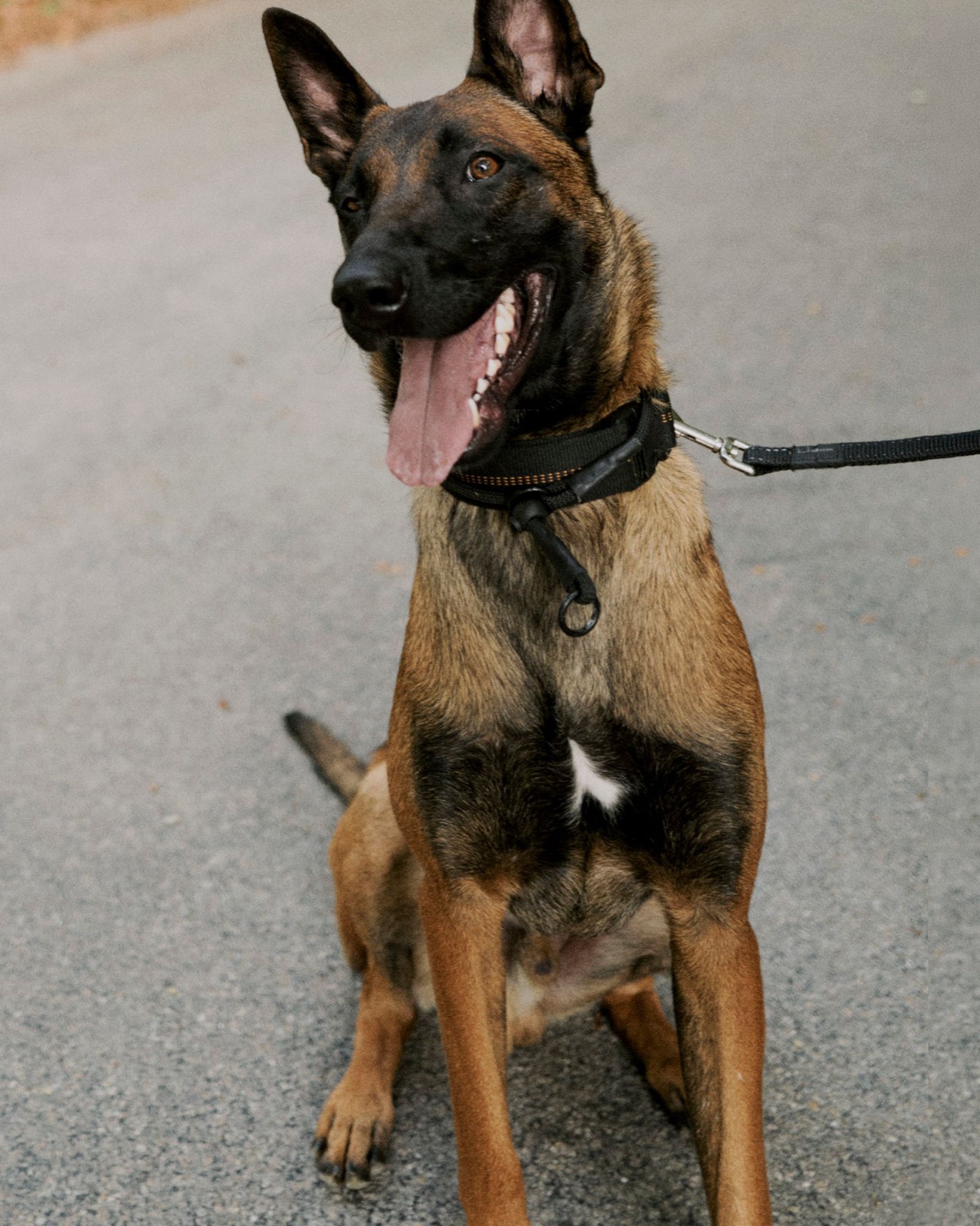 Malinois Fred sitzt entspannt an der Leine