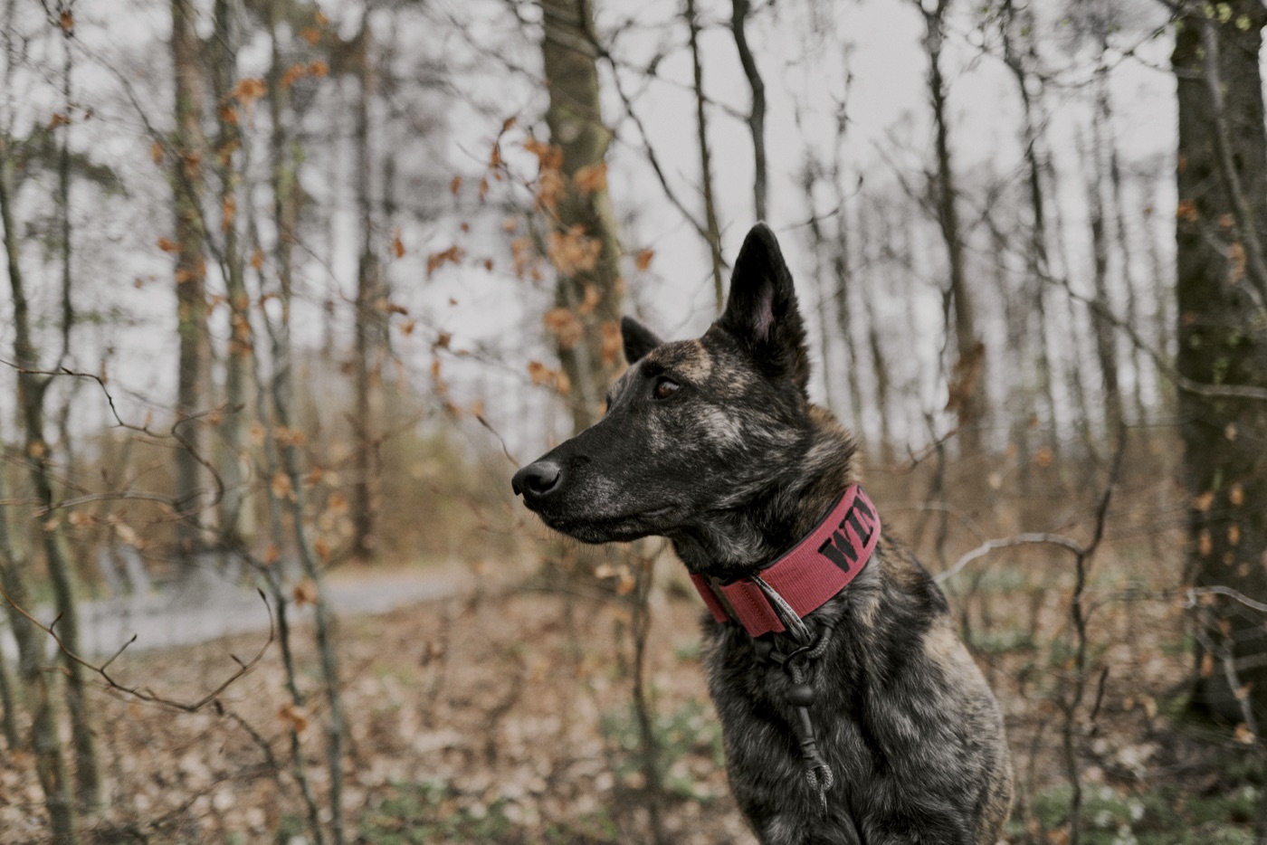 Hollandse Herder im Wald