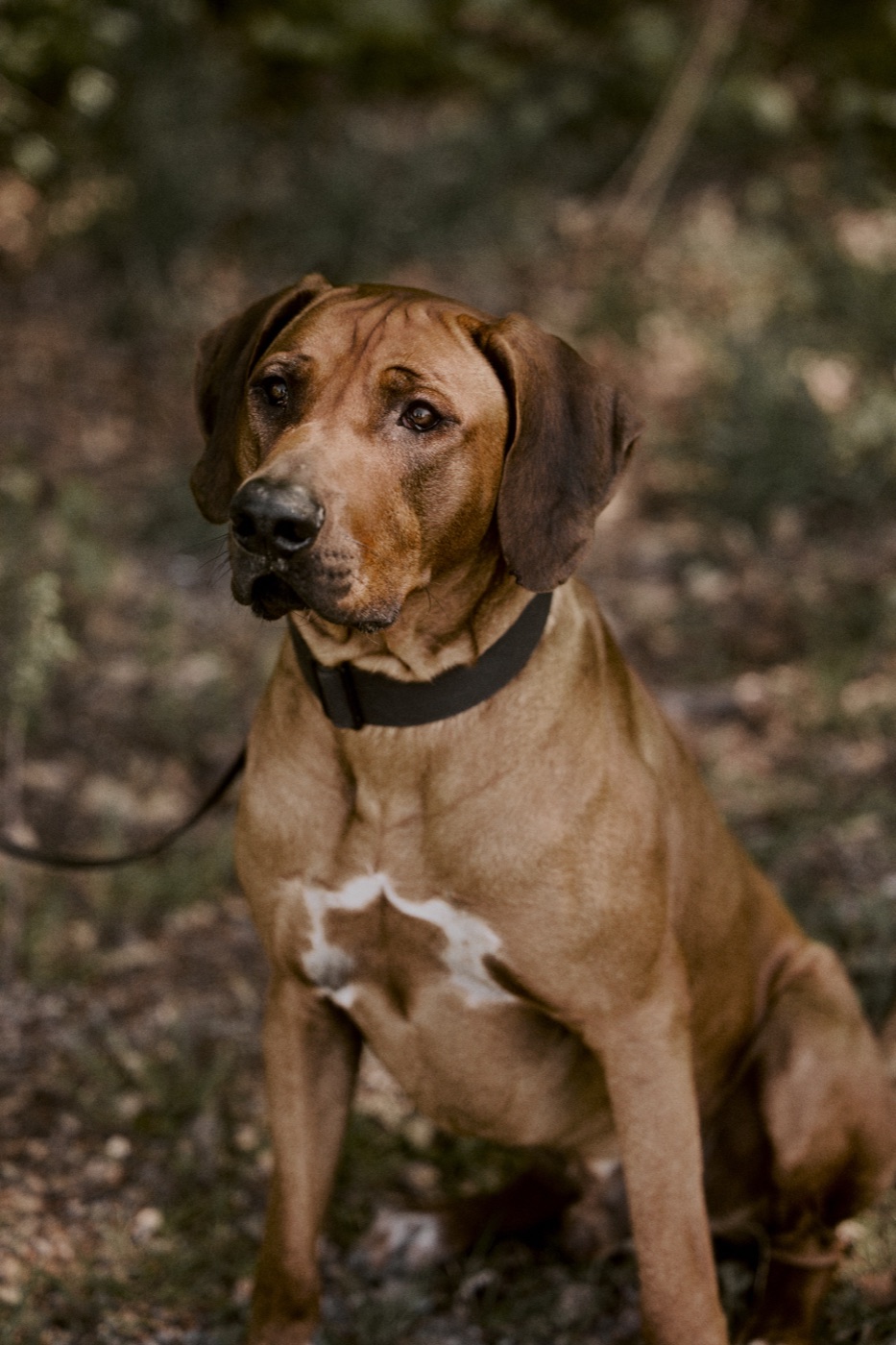 Rhodesian Ridgeback