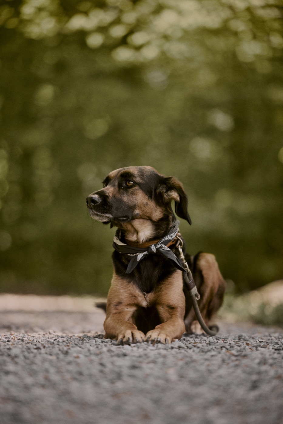 Hund liegt entspannt