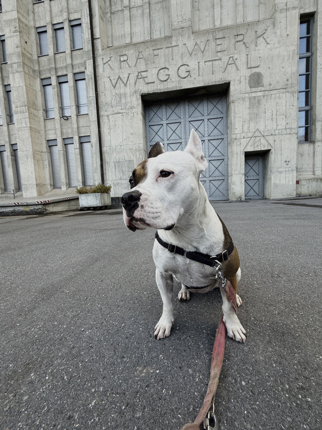 Hund vor dem Kraftwerk Wäggital
