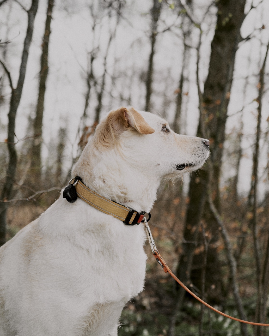 Hund im Wald
