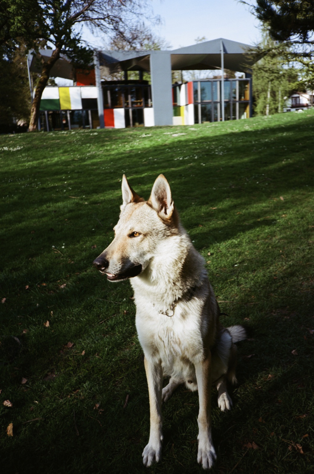 Lupo vor dem Pavillon